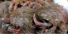 Quel nom donne-t-on à cet animal Crabe-mousse