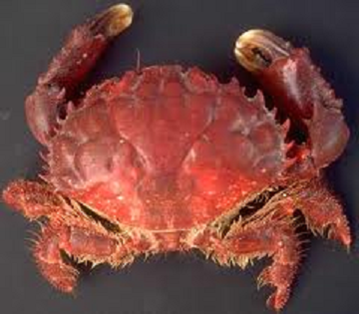 histoire de crabes Crabe-rouge2des-tuamotou