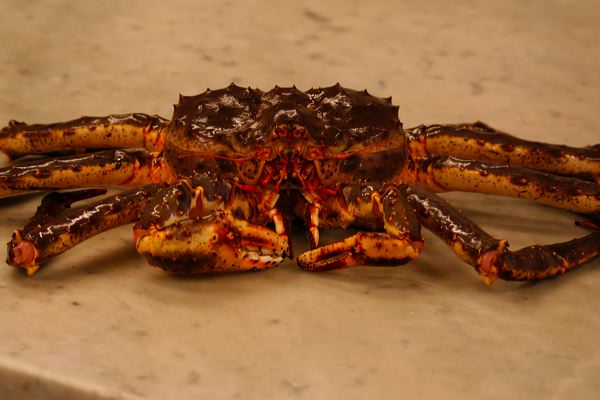 histoire de crabes Crabe-royal3
