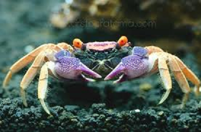 histoire de crabes Crabe1carnaval