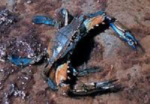 histoire de crabes Crabe6bleu
