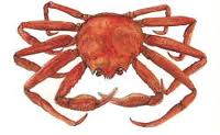 histoire de crabes Opilio