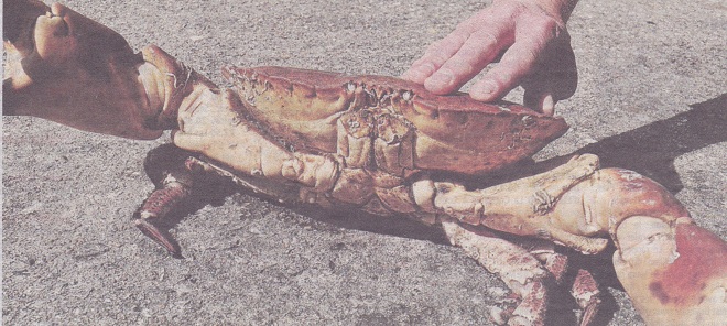 histoire de crabes Tourteau1